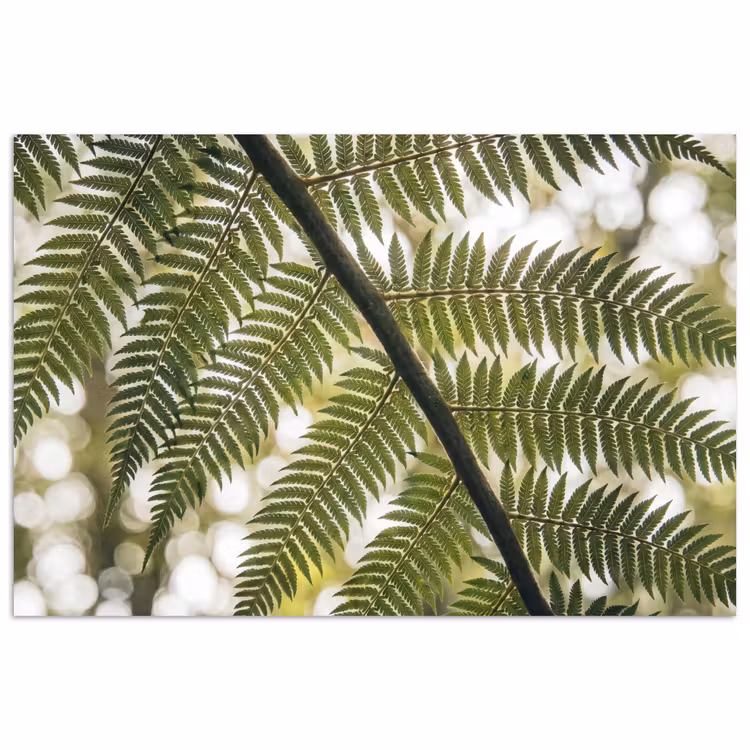 Poster - Plant - Blad - Natuur - Groen - Detail — 1
