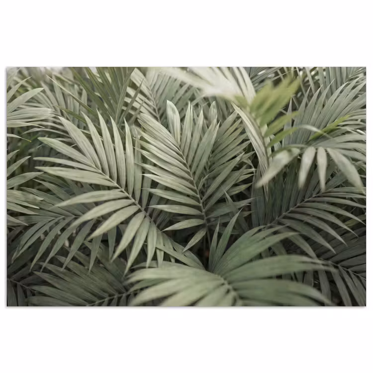 Poster - Plant - Palmbladeren - Natuur - Groen — 1