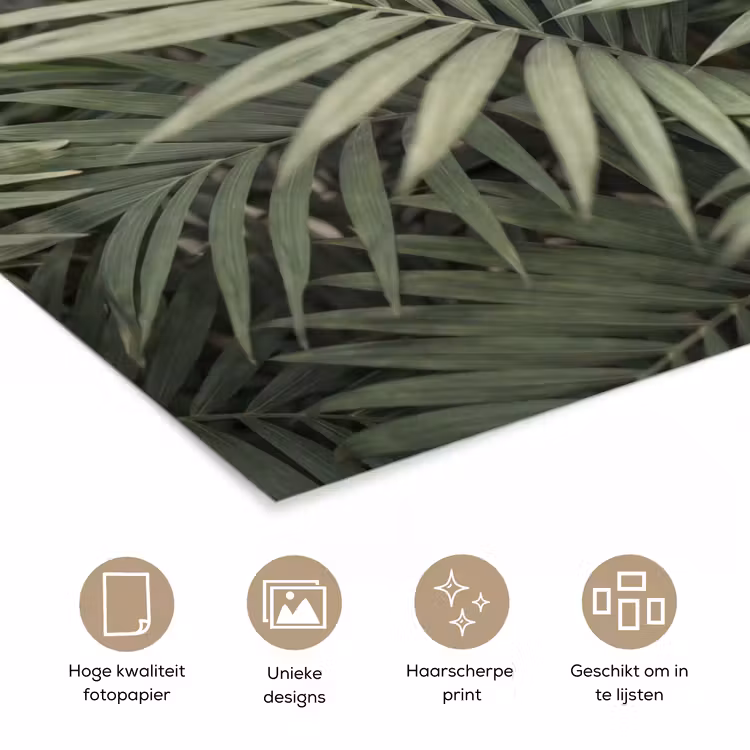 Poster - Plant - Palmbladeren - Natuur - Groen — 5