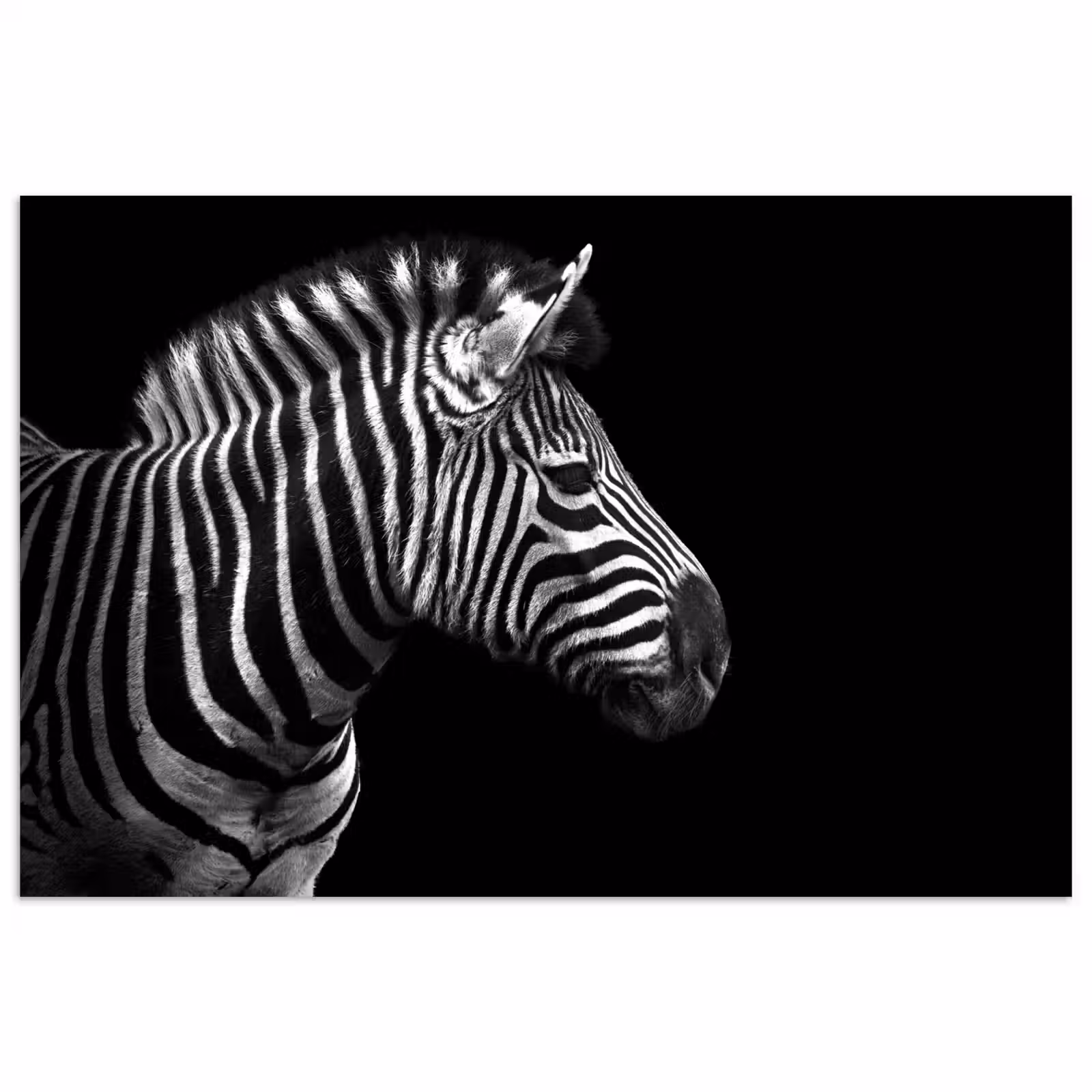 Poster - Zebra - Zwart - Wit - Portret - Dieren — 1