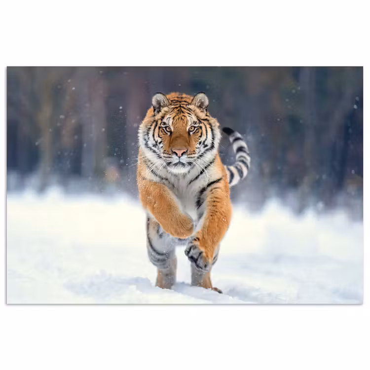 Poster - Tijger - Landschap - Sneeuw - Winter - Dieren — 1