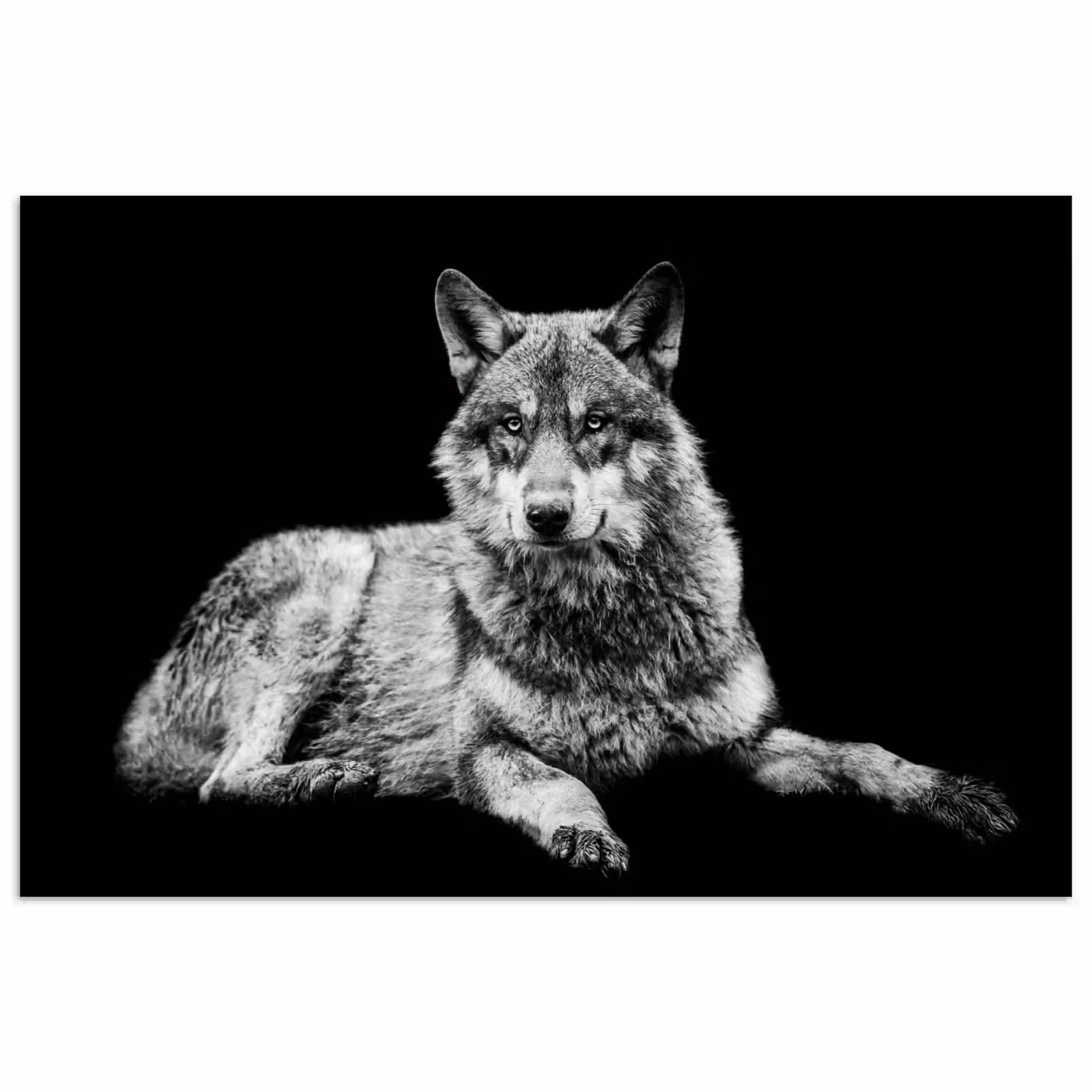 Poster - Wilde dieren - Wolf - Zwart - Wit — 1