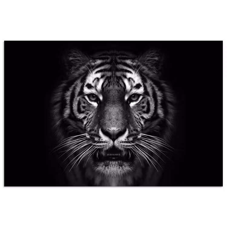 Poster - Tijger - Dieren - Zwart - Wit - Portret - Wild — 1
