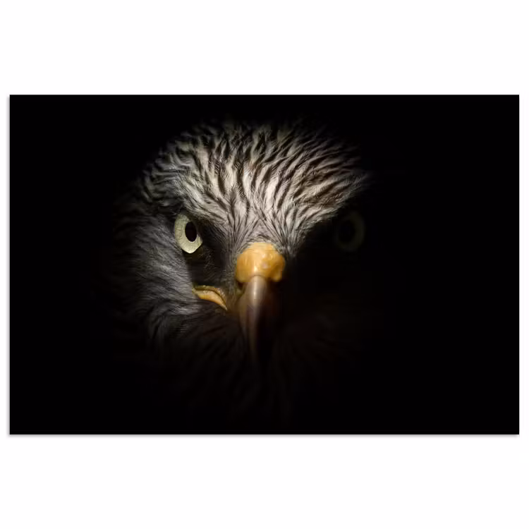 Poster - Vogel - Adelaar - Roofvogels - Oog - Snavel - Licht — 1