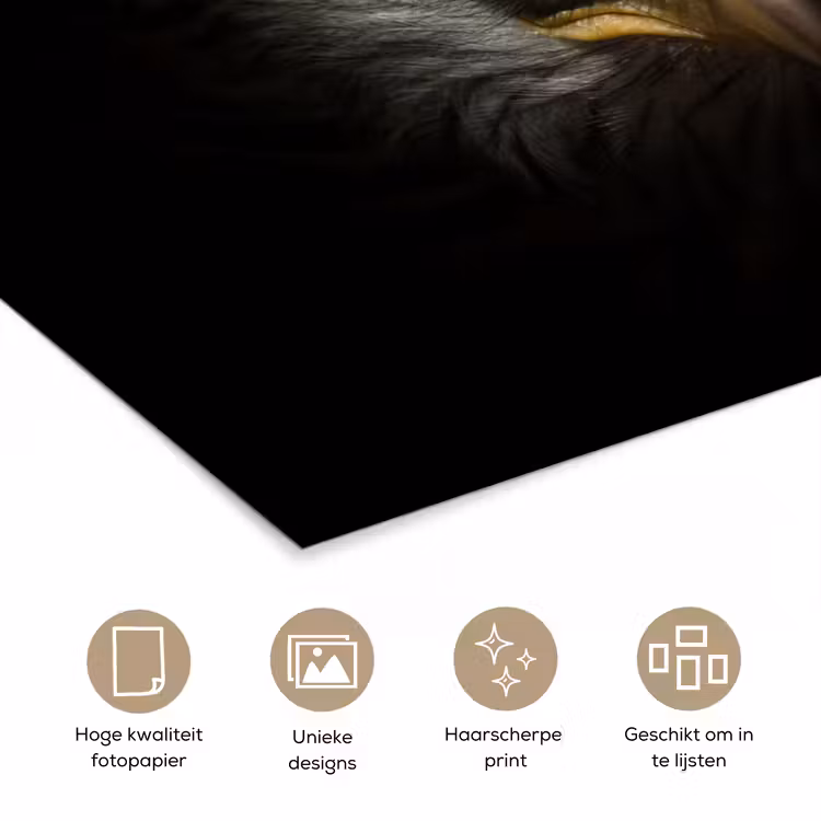 Poster - Vogel - Adelaar - Roofvogels - Oog - Snavel - Licht — 5