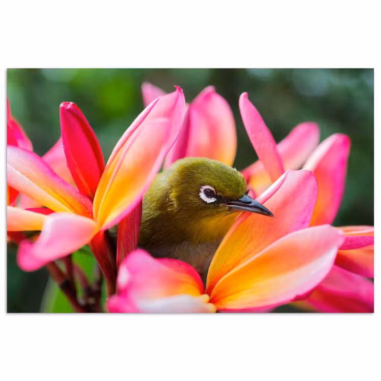 Poster - Tropische vogel tussen roze bloem — 1