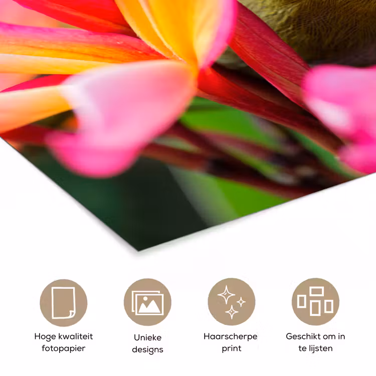 Poster - Tropische vogel tussen roze bloem — 5