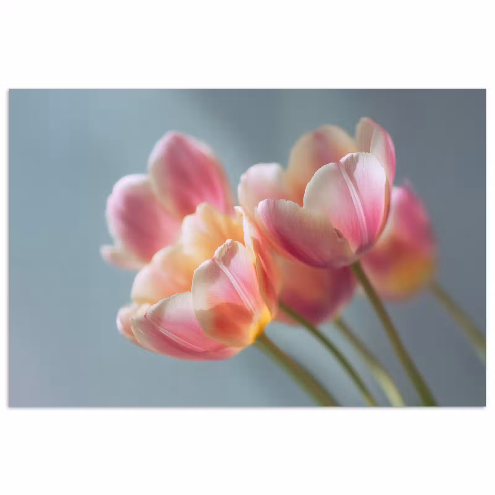 Poster - Tulpen - Roze - Stelen — 1