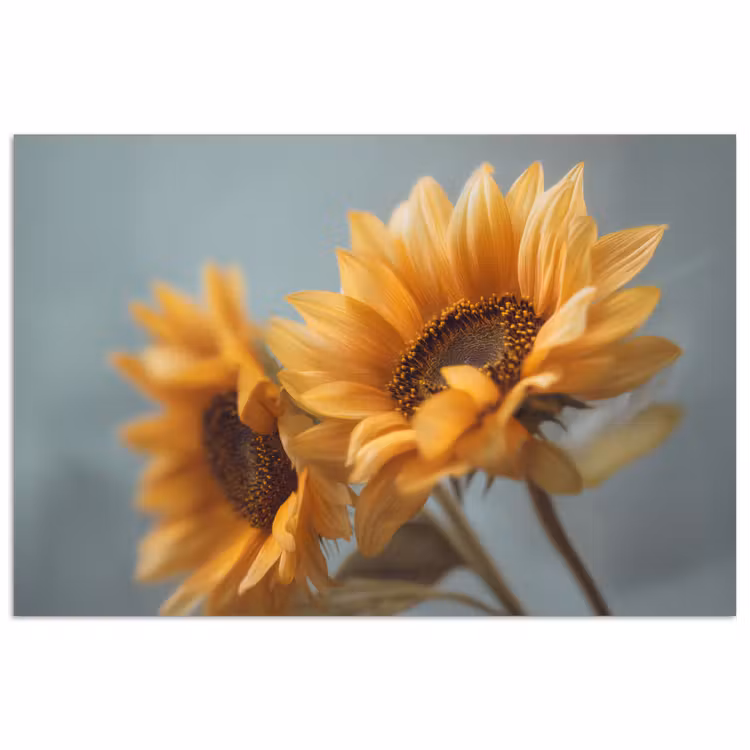 Poster - Zonnebloemen - Geel - Wazig — 1