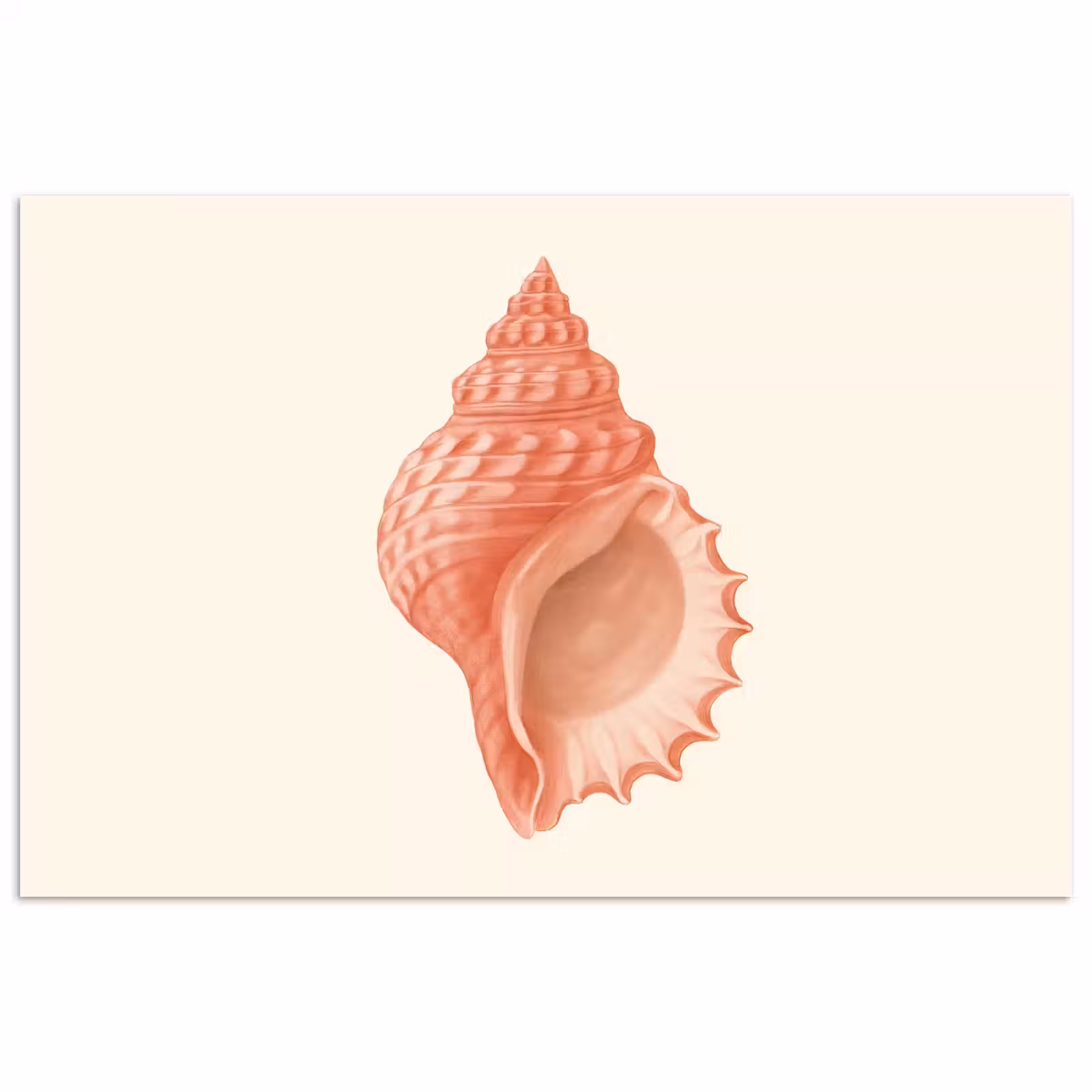 Poster - Schelp - Roze - Structuur — 1
