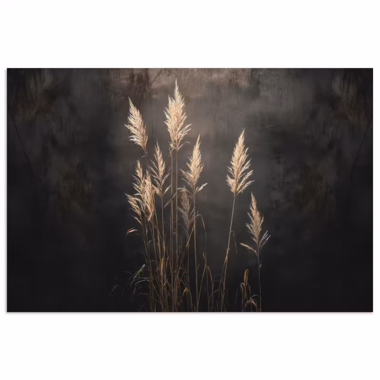 Poster - Siergras - Pluimen - Verlichting - Zwart — 1