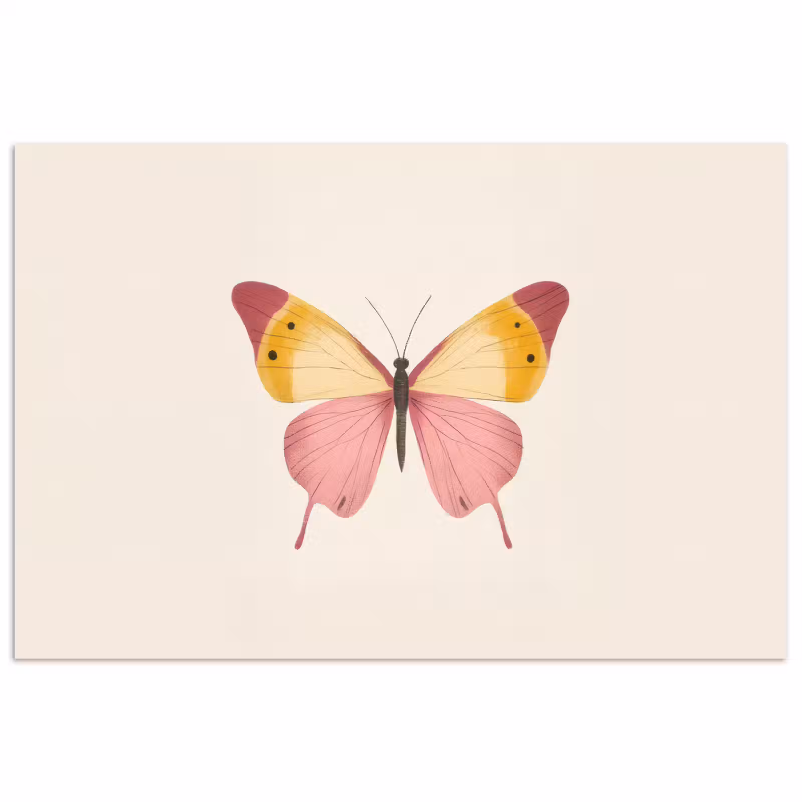 Poster - Vlinder - Illustratie - Roze — 1