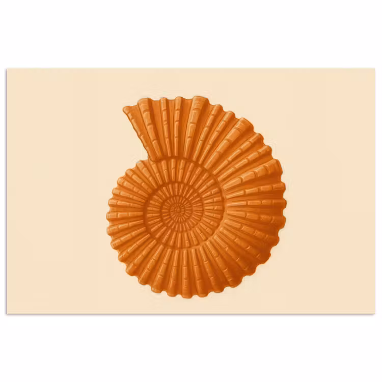 Poster - Schelp - Oranje - Ribbels — 1