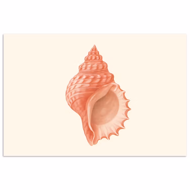 Poster - Schelp - Roze - Structuur — 1