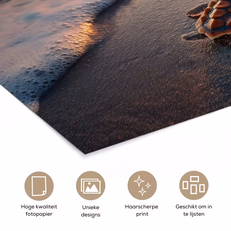 Poster - Schildpad - strand - Zonsondergang — 5