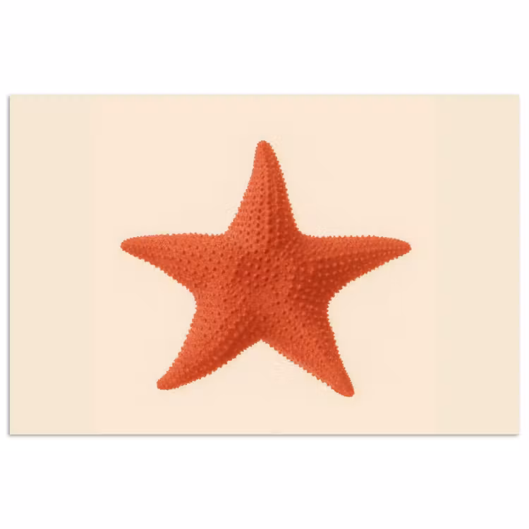 Poster - Zeester - Bobbels - Rood — 1