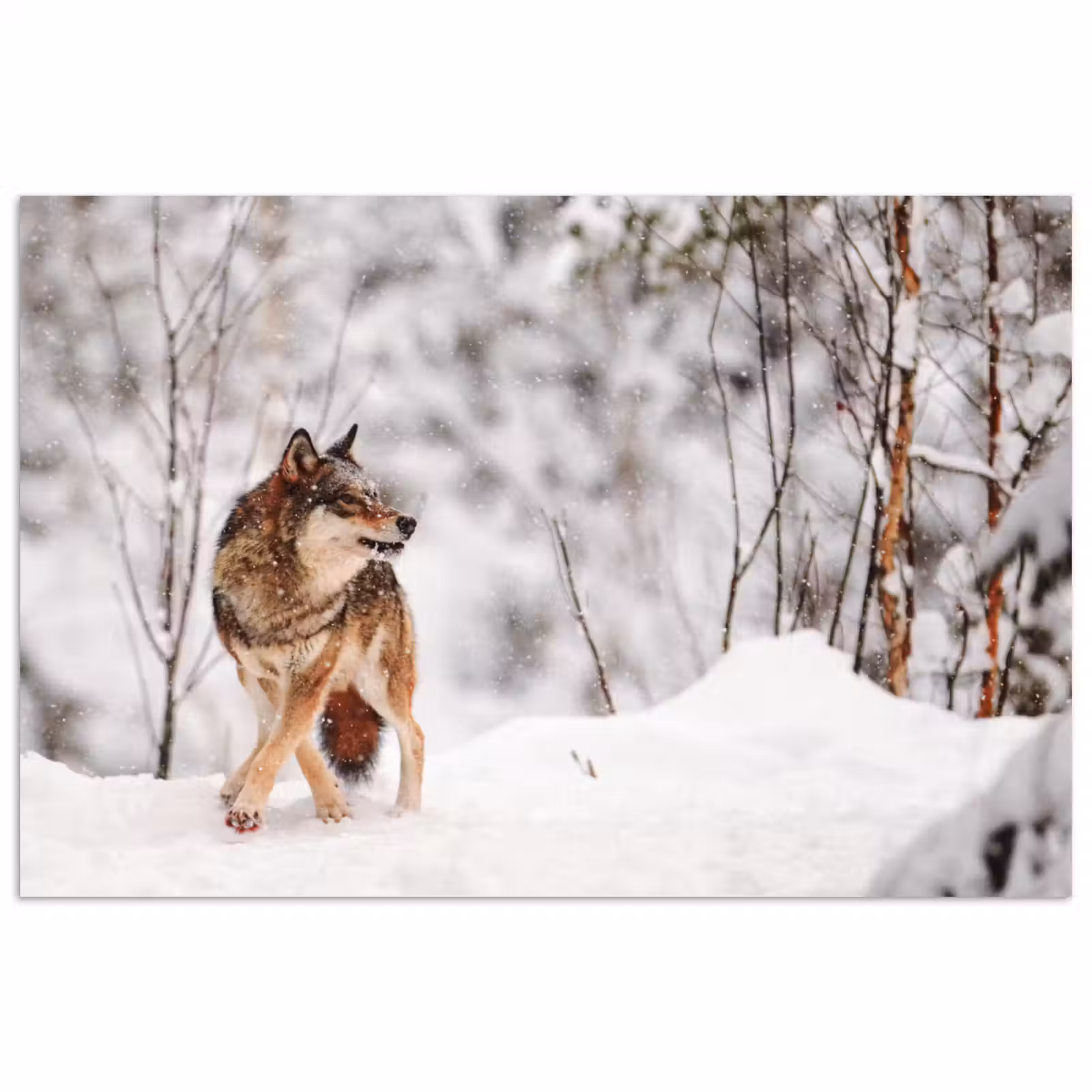 Poster - Wolf - Winter - Sneeuw - Natuur - Dieren — 1