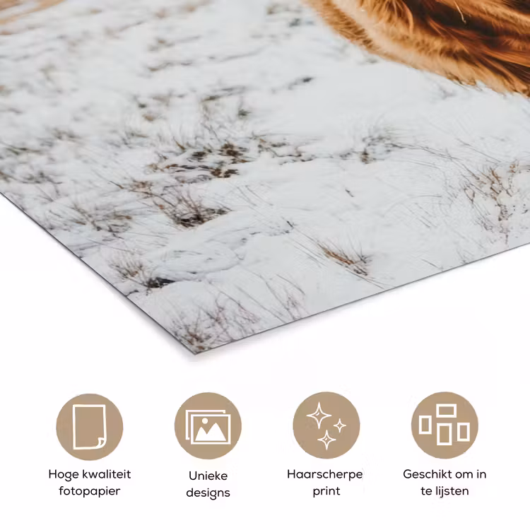 Poster - Schotse Hooglander - Sneeuw - Winter - Dieren — 5