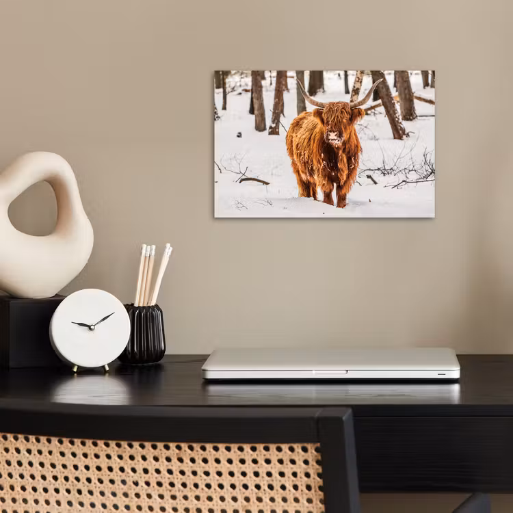 Poster - Schotse Hooglander - Sneeuw - Winter - Natuur - Dieren — 2