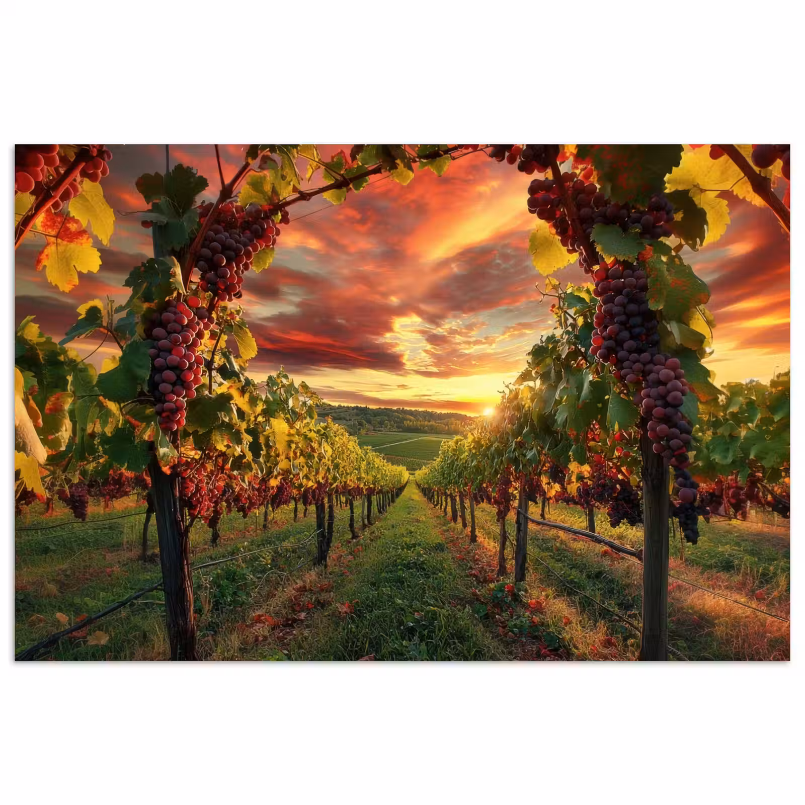 Poster - Wijngaard - Druiven - Zonsondergang — 1