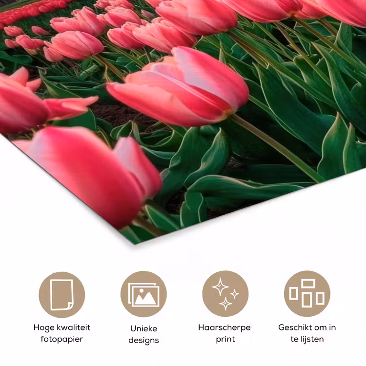 Poster - Tulpen - Molen - Nederland — 5