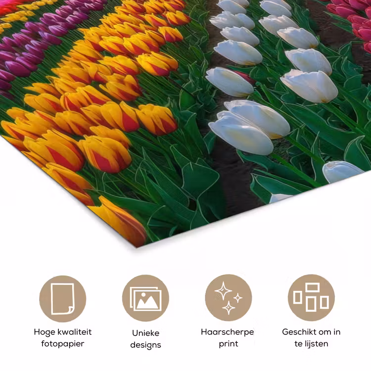 Poster - Tulpenveld - Zonsondergang - Kleurrijk — 5