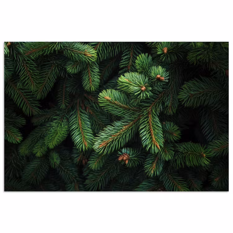 Poster - Sparrentakken - Knoppen - Naalden - Groen — 1