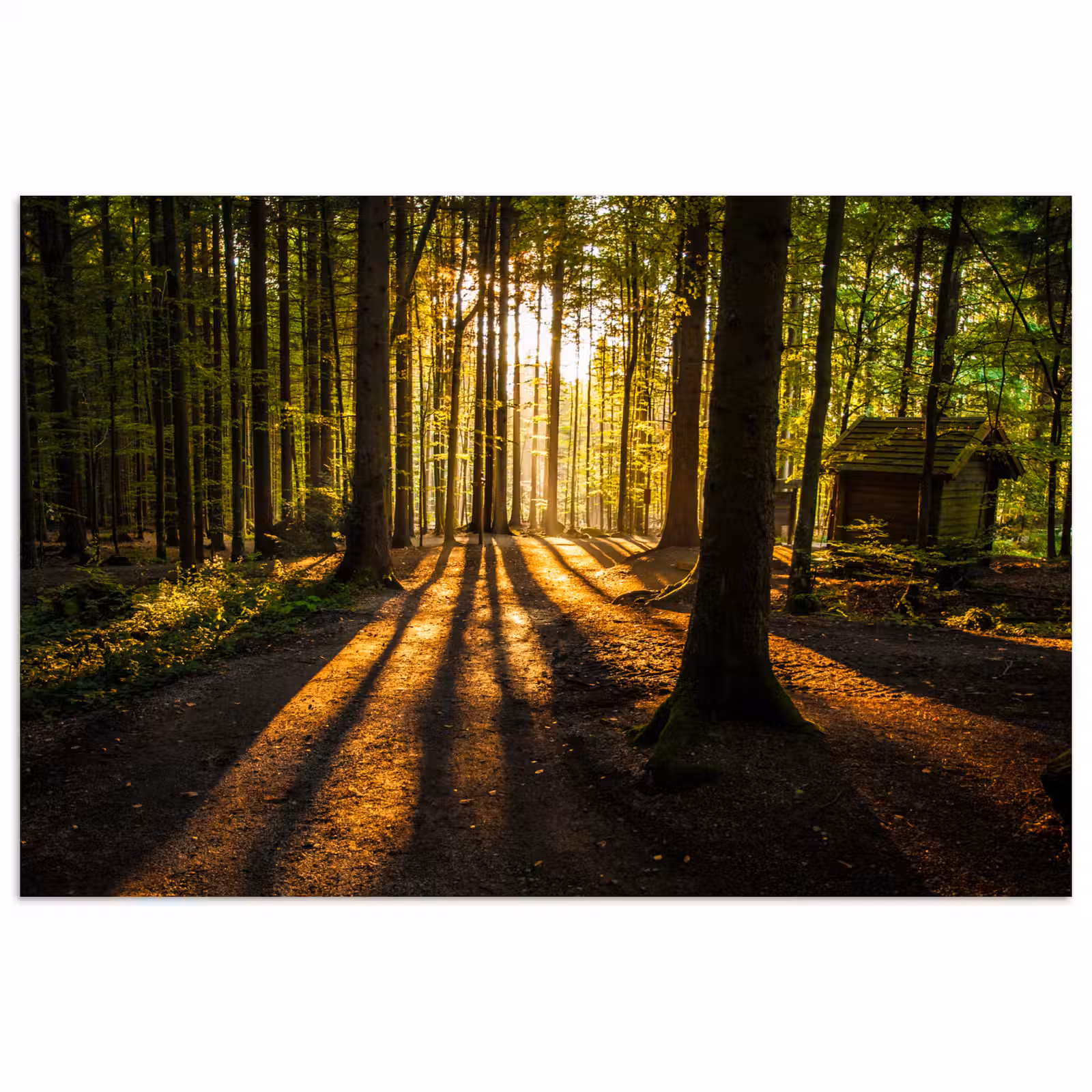 Poster - Zon - Bomen - Bos - Landschap - Natuur — 1