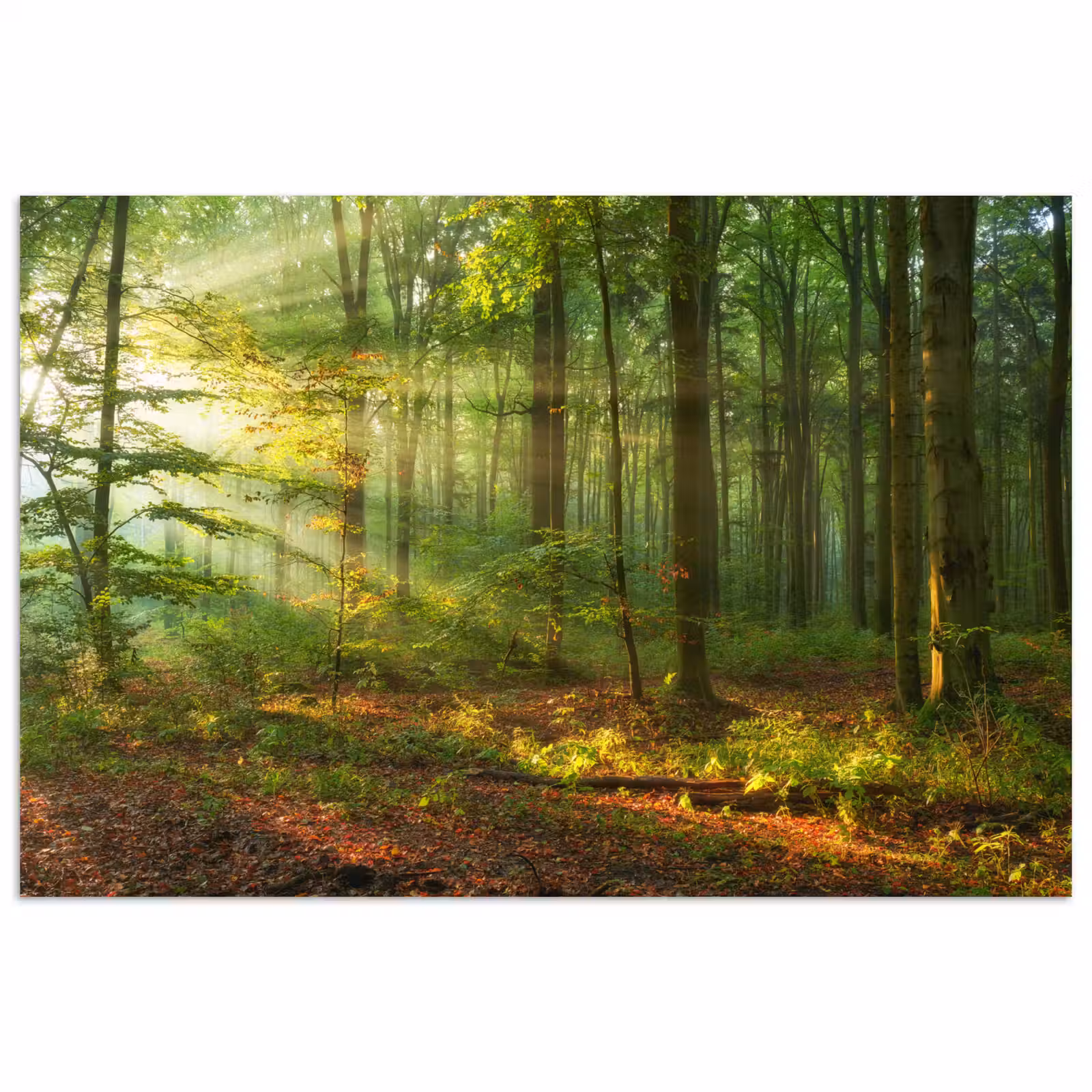 Poster - Zon - Bos - Bomen - Natuur - Herfst — 1