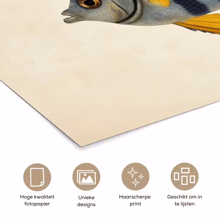 Poster - Vis - Sierlijk - Vinnen - Illustratie — 5