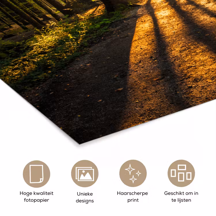 Poster - Zon - Bomen - Bos - Landschap - Natuur — 5