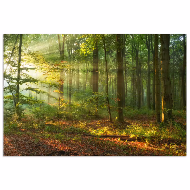 Poster - Zon - Bos - Bomen - Natuur - Herfst — 1