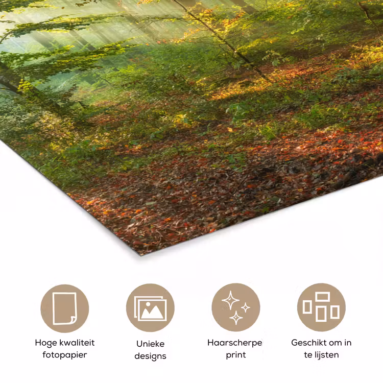 Poster - Zon - Bos - Bomen - Natuur - Herfst — 5