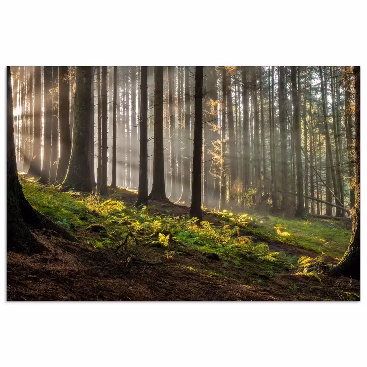 Poster - Zon - Takken - Bomen - Bos - Natuur — 1