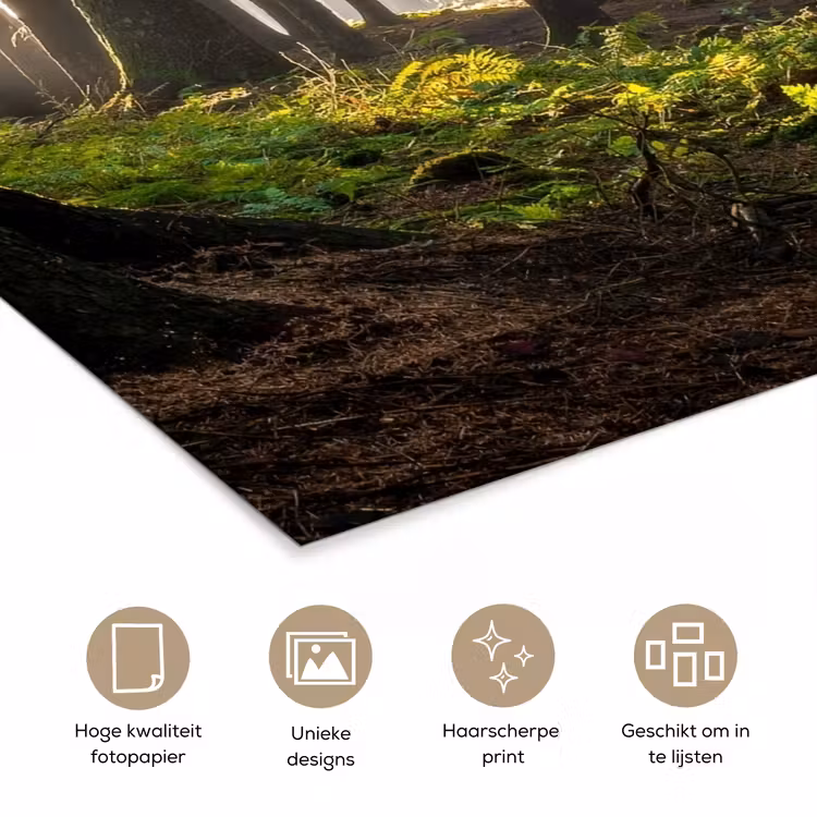 Poster - Zon - Takken - Bomen - Bos - Natuur — 5