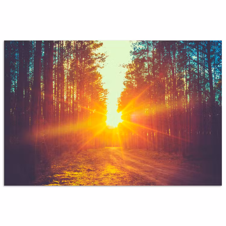 Poster - Zonsondergang - Bomen - Bos - Natuur — 1