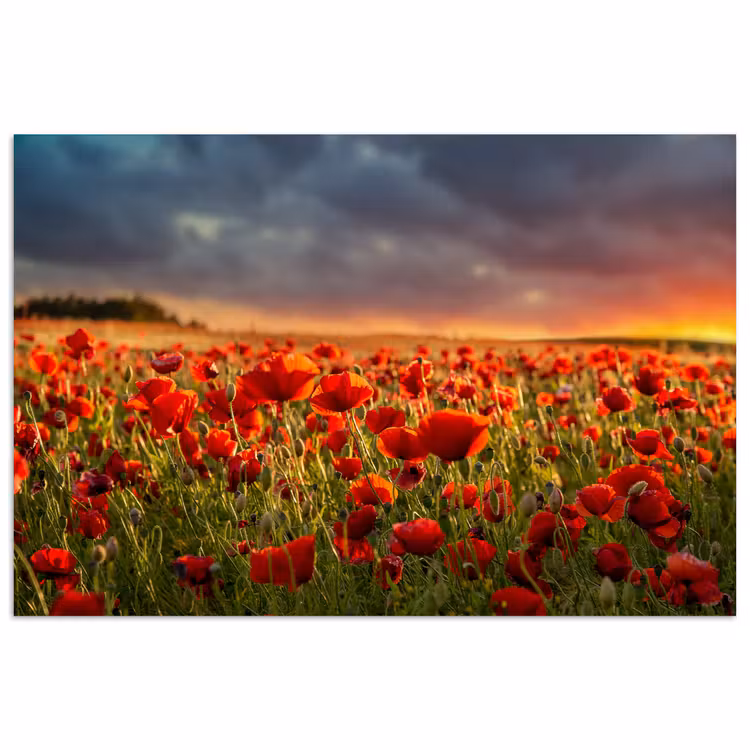 Poster - Zonsondergang - Klaprozen - Rood - Bloemen - Veld - Natuur — 1