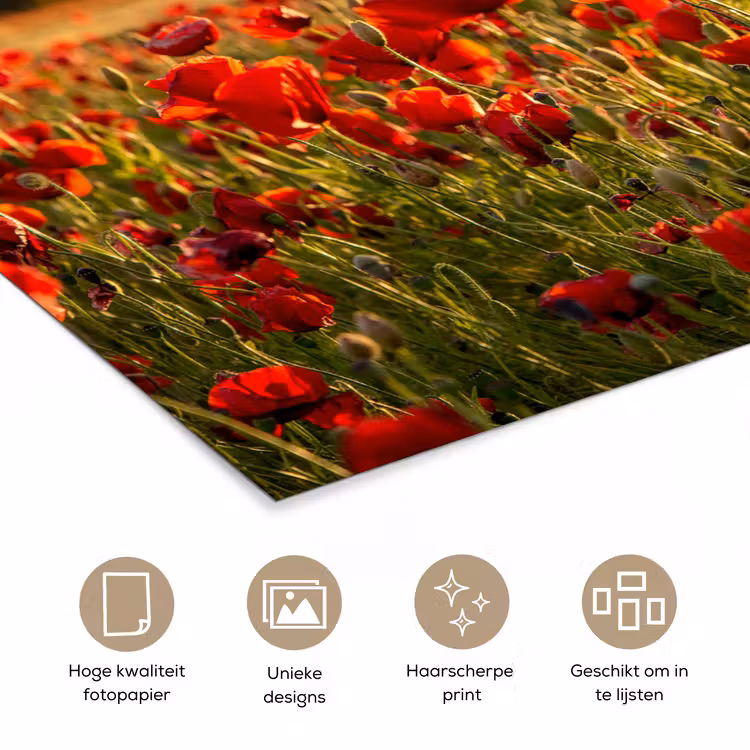 Poster - Zonsondergang - Klaprozen - Rood - Bloemen - Veld - Natuur — 5