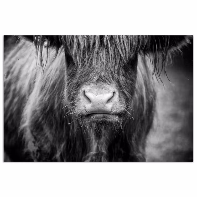Poster - Schotse hooglander - Koe - Zwart - Wit - Dieren — 1