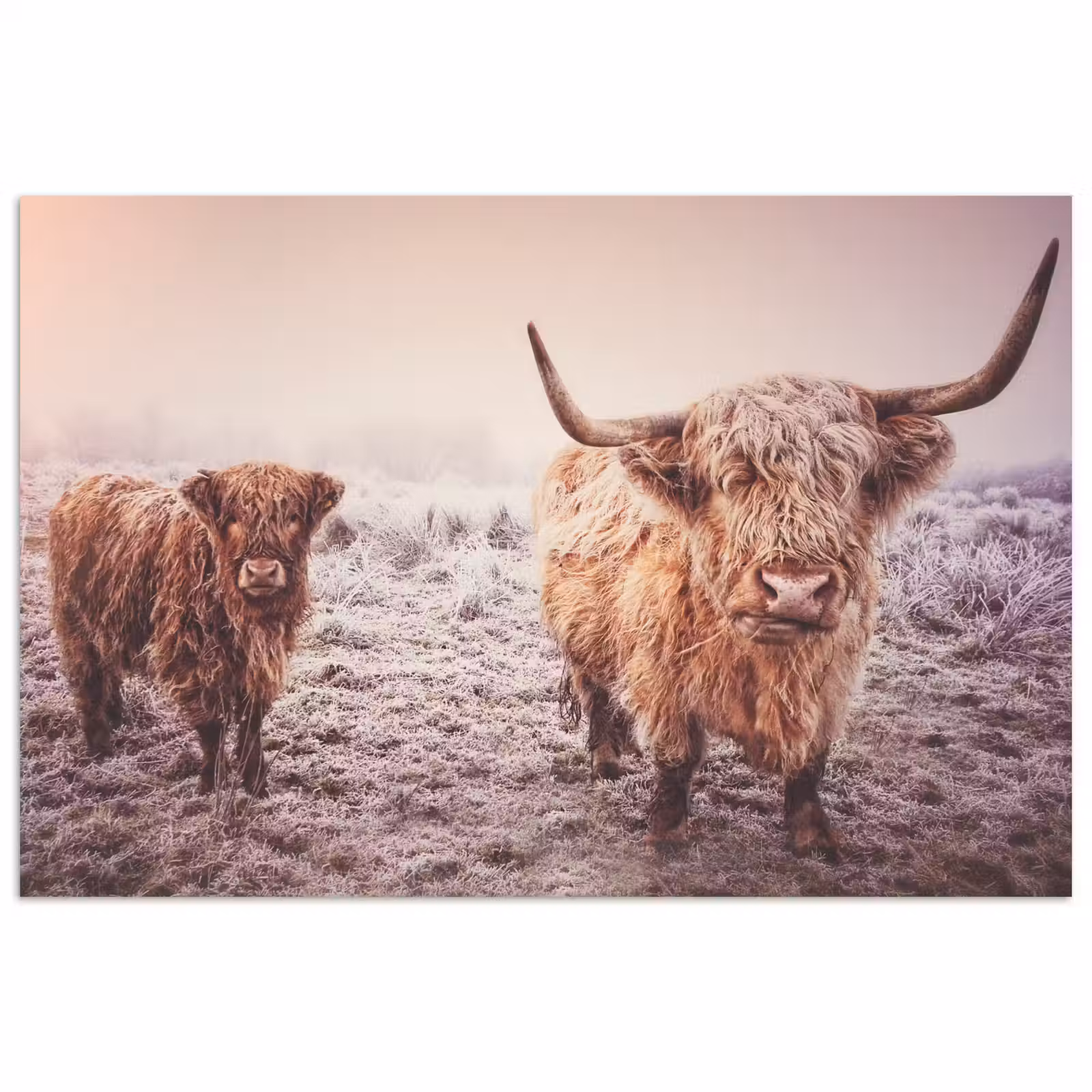 Poster - Schotse hooglanders - Licht - Lucht - Natuur — 1