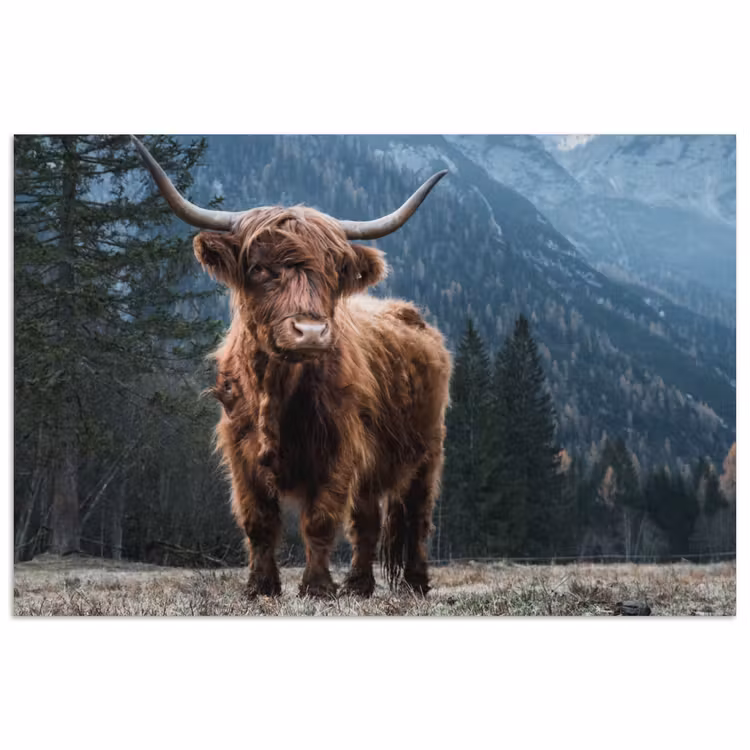 Poster - Schotse hooglander - Berg - Landschap - Bomen - Koe - Natuur — 1