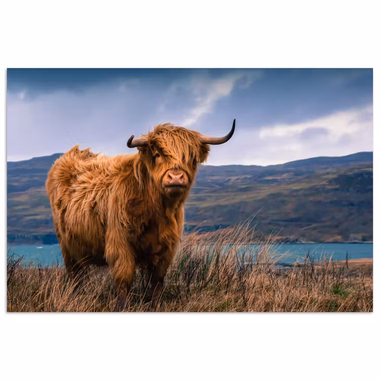 Poster - Schotse Hooglander - Berg - Water - Natuur - Koe — 1