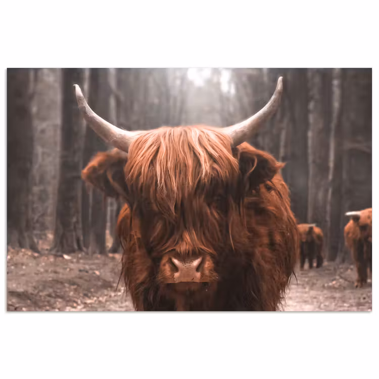 Poster - Schotse hooglander - Bos - Koe - Dieren - Natuur — 1