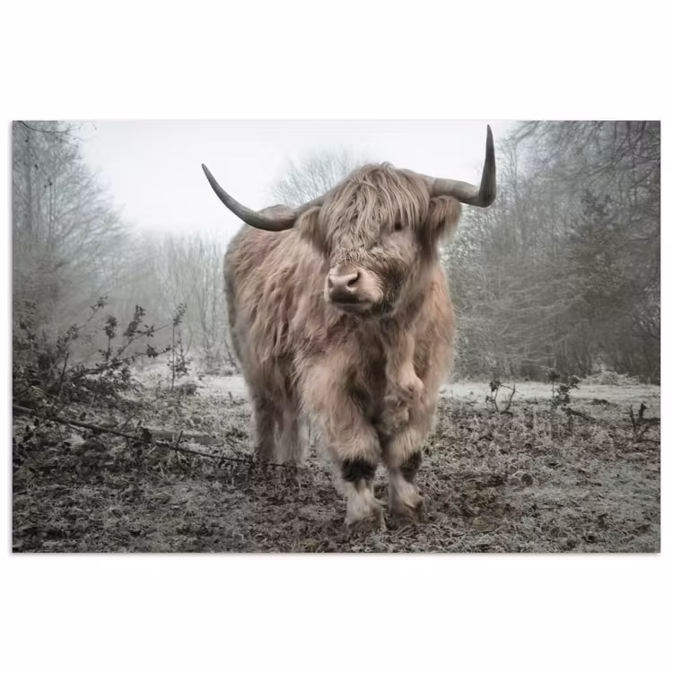 Poster - Schotse Hooglander - Bos - Mist - Koe - Dieren - Natuur — 1