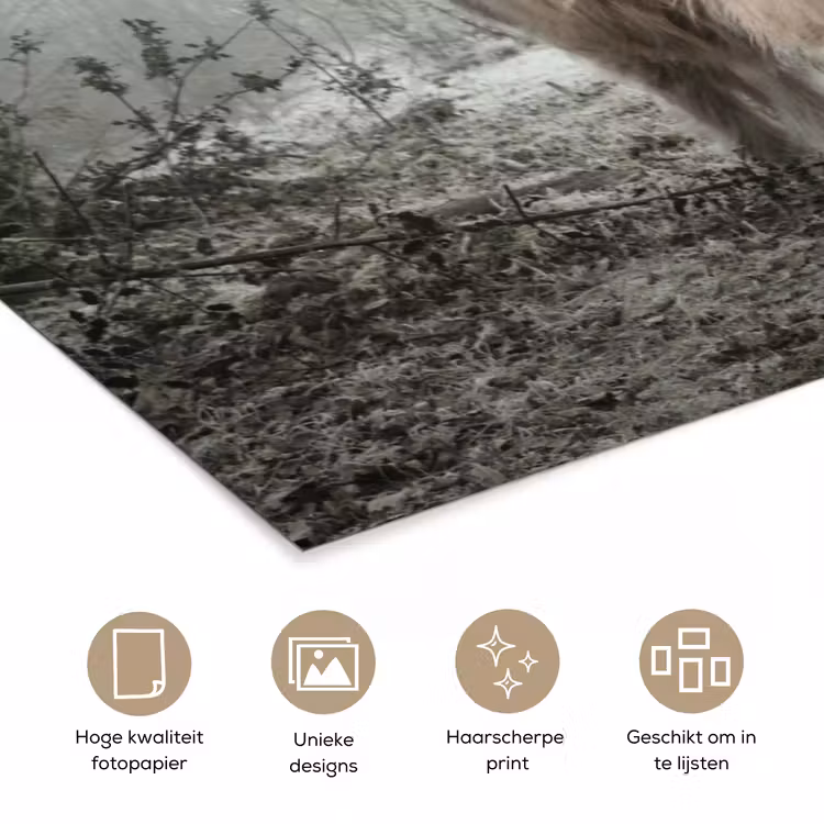Poster - Schotse Hooglander - Bos - Mist - Koe - Dieren - Natuur — 5
