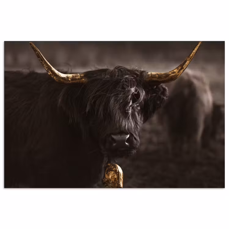 Poster - Schotse hooglander - Goud - Koebel - Hoorns - Dieren — 1