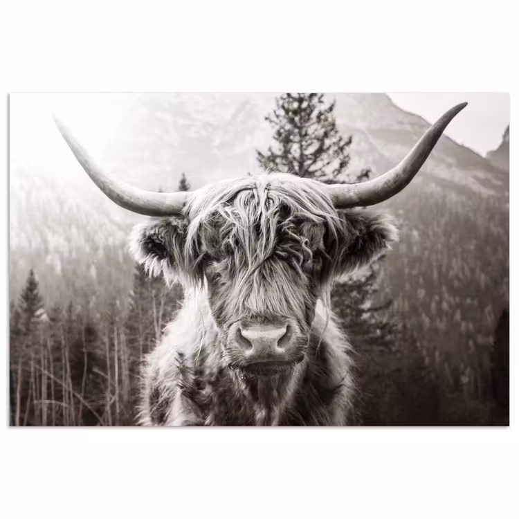 Poster - Schotse hooglander - Koe - Dieren - Zwart - Wit — 1