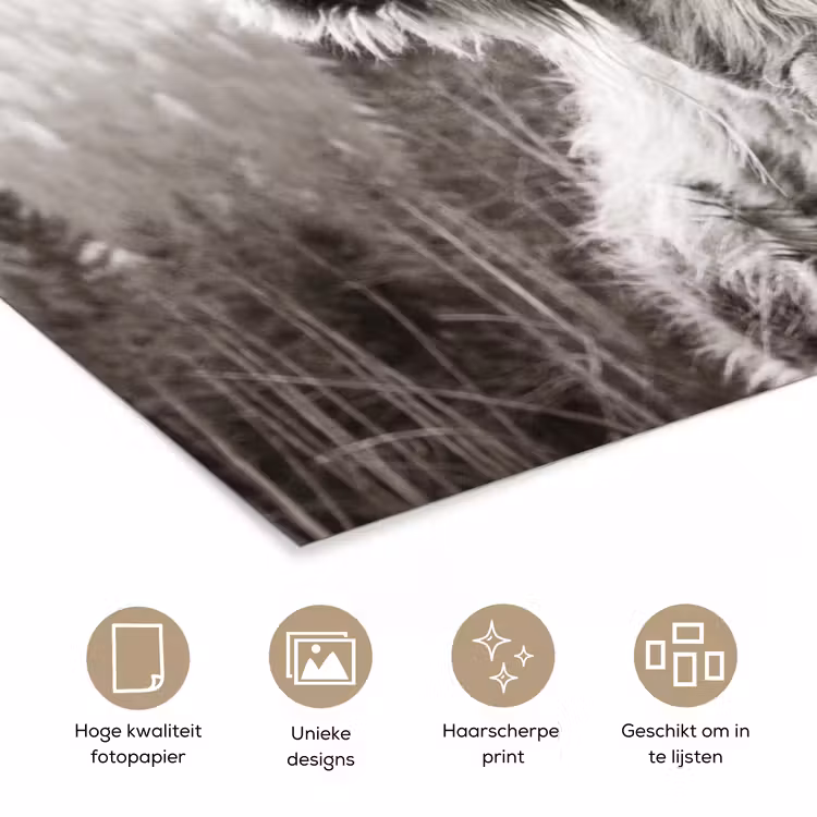 Poster - Schotse hooglander - Koe - Dieren - Zwart - Wit — 5