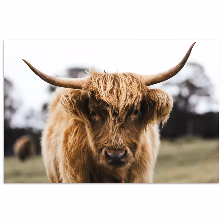 Poster - Schotse Hooglander - Koe - Gras - Dieren - Natuur — 1