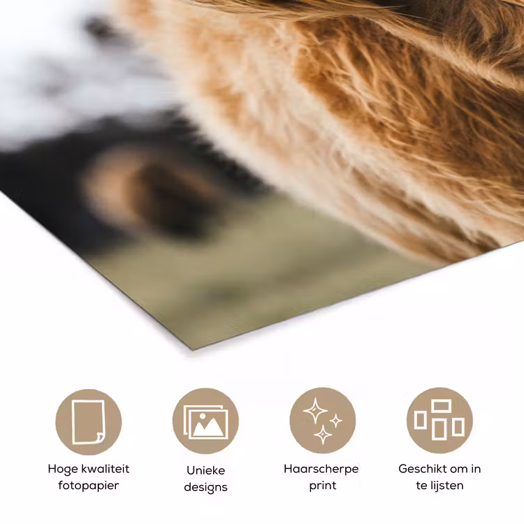 Poster - Schotse Hooglander - Koe - Gras - Dieren - Natuur — 5